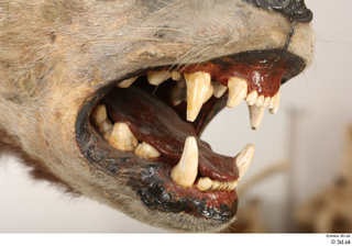 Striped Hyena Hyaena hyaena mouth teeth 0002.jpg